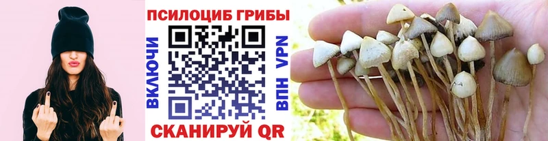 Галлюциногенные грибы Cubensis  это клад  Нестеровская 